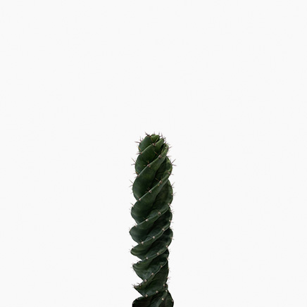Tornado Cactus