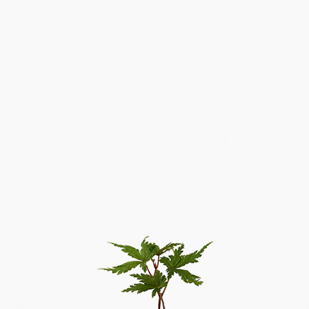 Begonia Polilloensis x Rajah