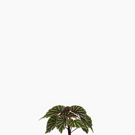 Begonia Irian Jaya