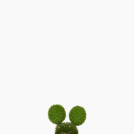 Mickey Mouse Cactus