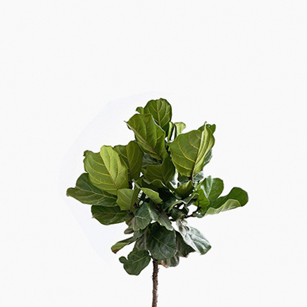 Ficus Lyrata (XL)