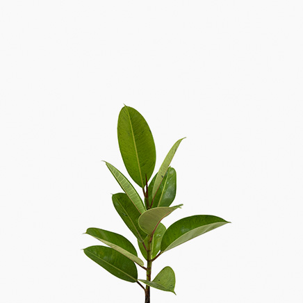 Ficus Shivereana (M)