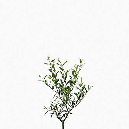 Olive Tree, From Japan