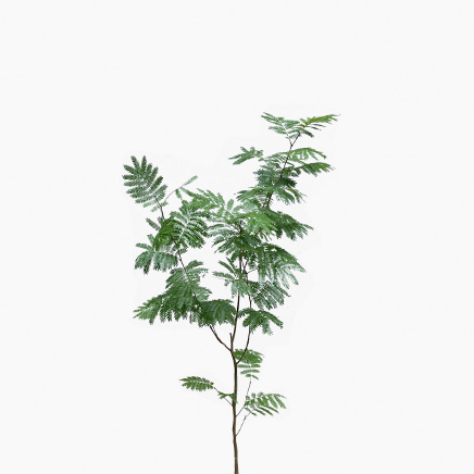 Pithecellobium Confertum (Everfresh Tree) Japan (L)