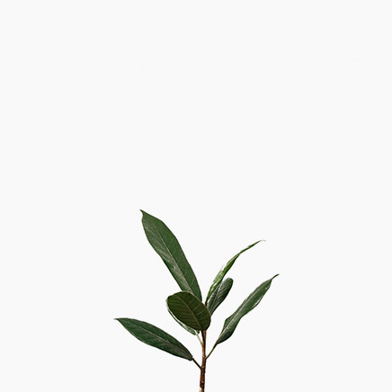 Ficus Consociata