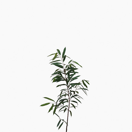 Ficus Alii (L)