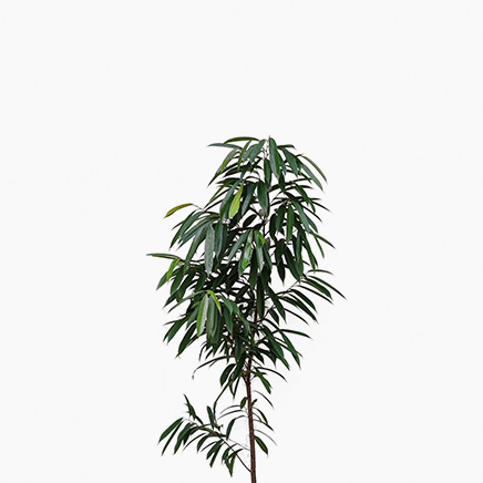 Ficus Alii (XL)