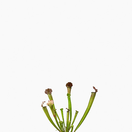 Sarracenia Leucophylla, Pitcher Plant