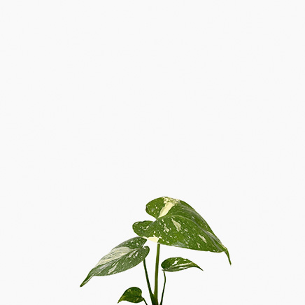 Monstera Thai Constellation