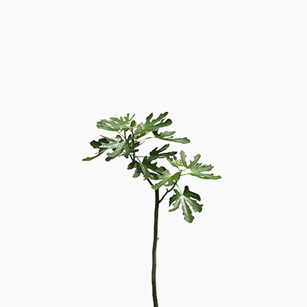 Ficus Carica (L)