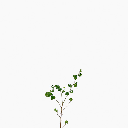 Ficus Benjamina Barok