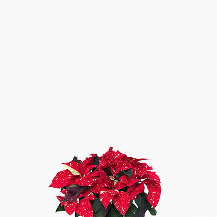 Variegated Poinsettia Red