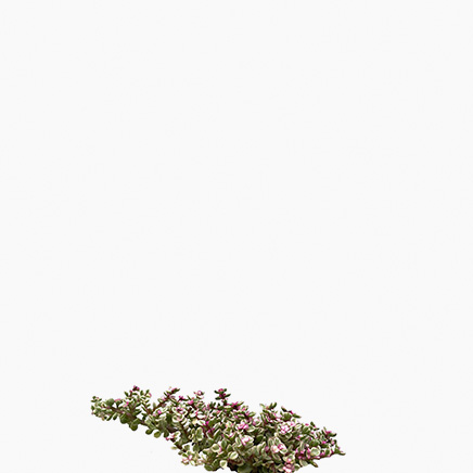 Portulacaria Variegata Pink, Jade Plant