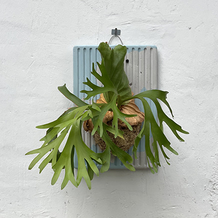 Platycerium Kitshakood on Keeplanting Board