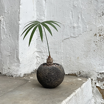 Cycas SP in Vol