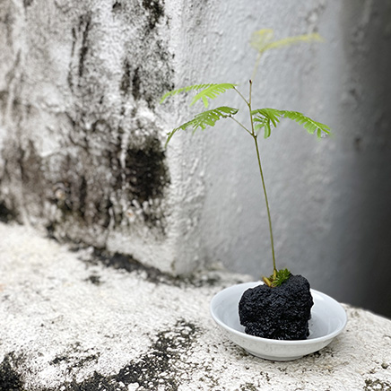 Everfresh on Lava Rock*
