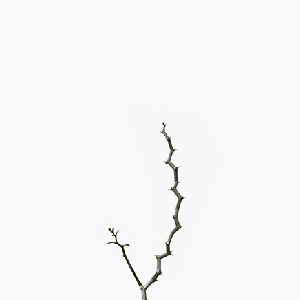 Decarya Madagascariensis