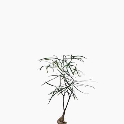 Bottle Tree (Japan) (S)