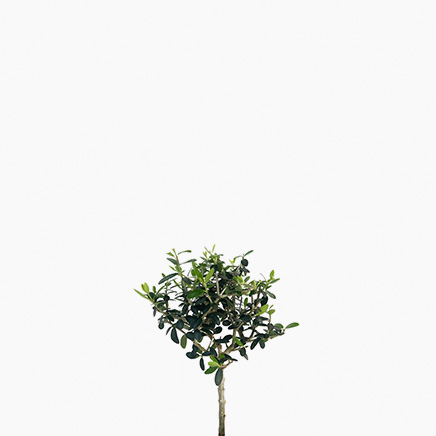 Mini Olive (Japan)