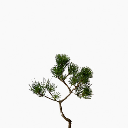 Black Pine