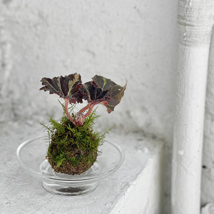 Begonia Rex in Kokedama