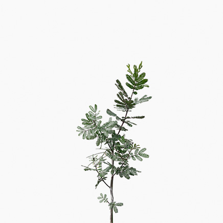 Acacia Purpurea (Japan)