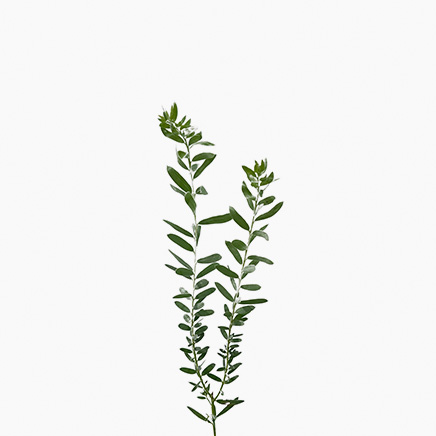 Acacia Covenyi (Japan)