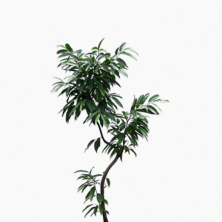 Ficus Alii
