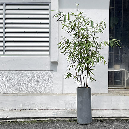 Varigated Bamboo in Black Column