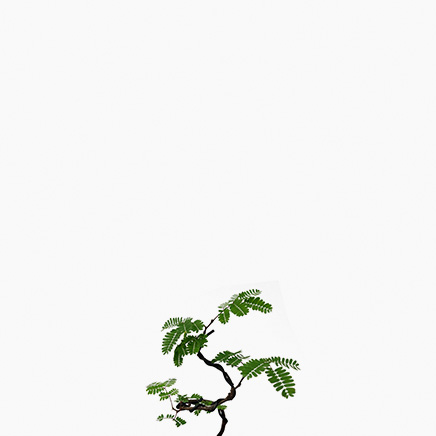 Divi Divi, Caesalpinia Coriaria