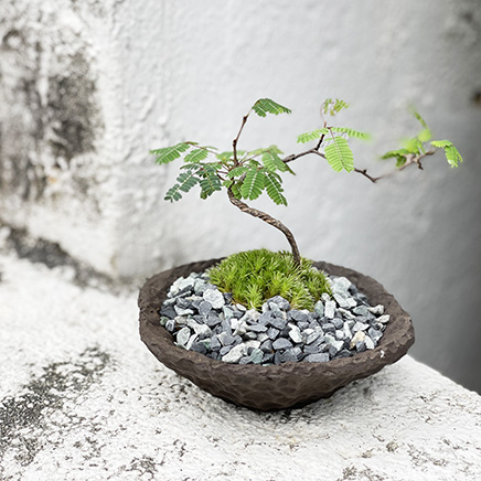 Divi Divi, Caesalpinia Coriaria In Coal Pl