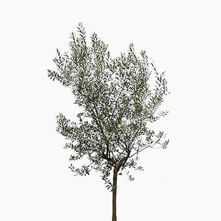Olive Tree (XL)