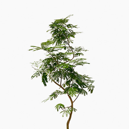 Everfresh Tree, Curved Stem