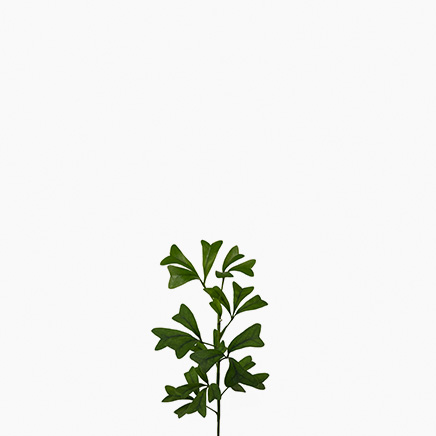 schefflera emarginata