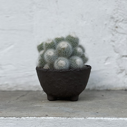 Snowball Cactus in Coal