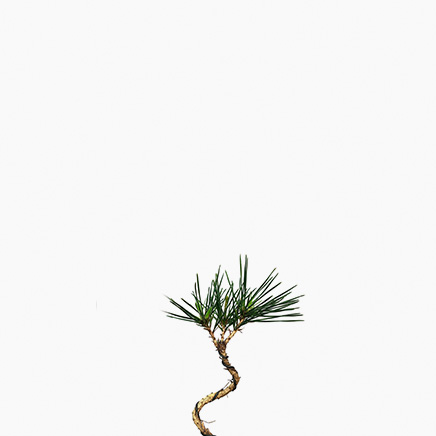 Black Pine (Japan)