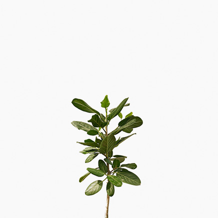 Ficus Audrey (L)