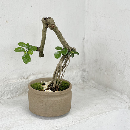 Fukien Tea Bonsai in Aikiko