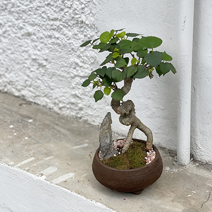 Sea Hibiscus Bonsai In Ben