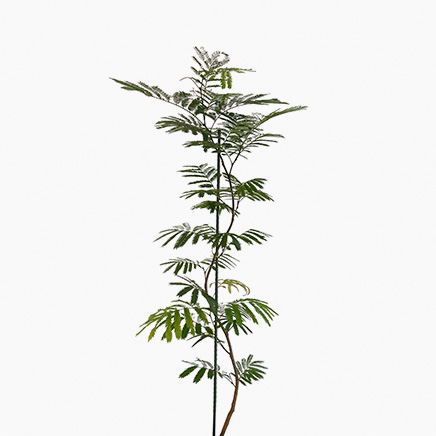 Pithecellobium Confertum (Everfresh Tree) Japan (L)