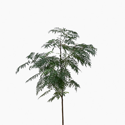 Grevillea Robusta