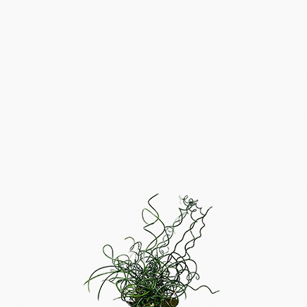 Corkscrew Rush, Juncus Effusus ‘Spiralis’