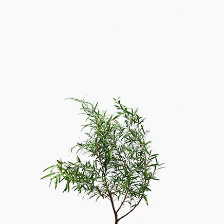 Tea Tree (Japan)
