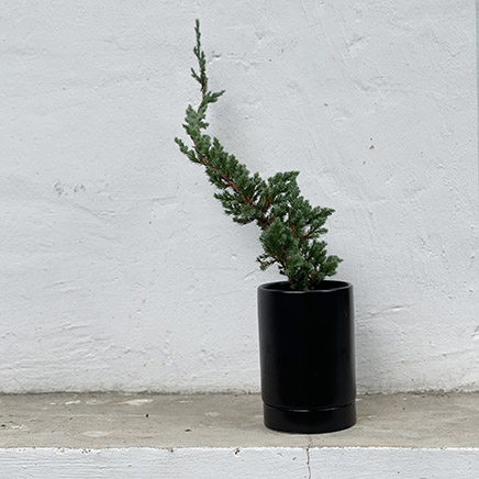 Sleeping Pine in Ivo Black