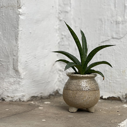 Sansevieria Lancet in brown pot