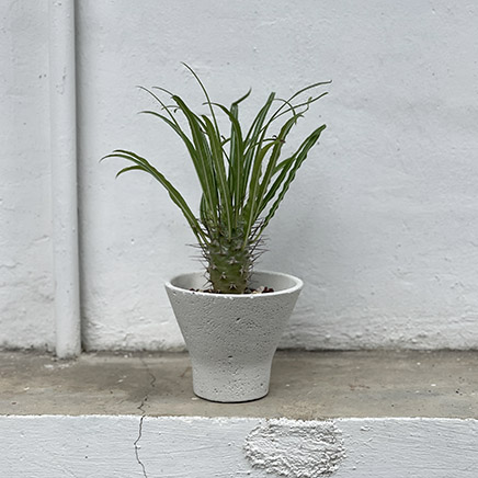 Pachypodium in Vera