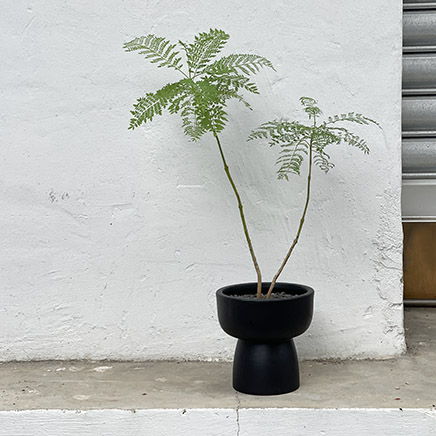 Jacaranda Mimosifolia in Maro Black