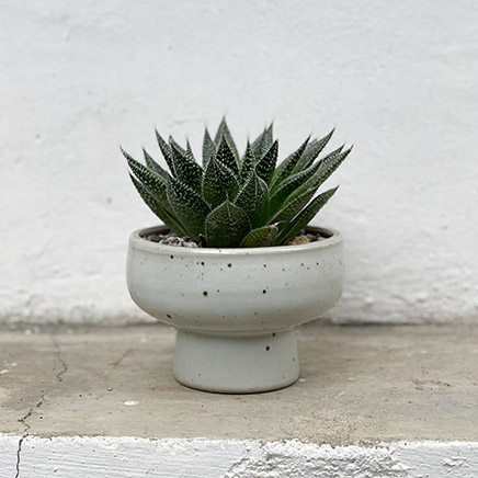Aristaloe Aristata (Lace Aloe) in Maisy