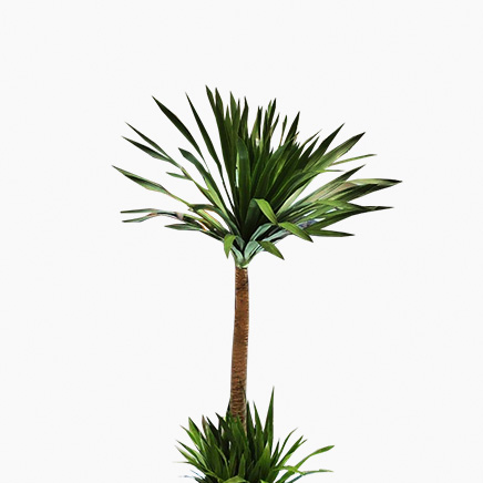Dracaena Draco Tree