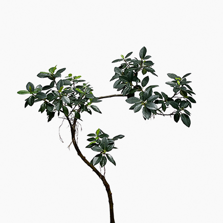 Ficus Rubiginosa